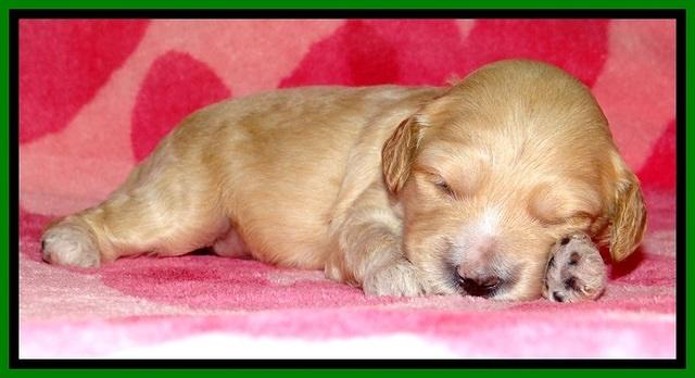 ST pups 2 wks old 14