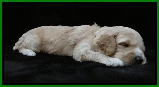 ST pups 3 wks old 16