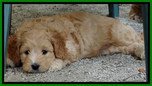 ST pups 6 wks old 1 (2)