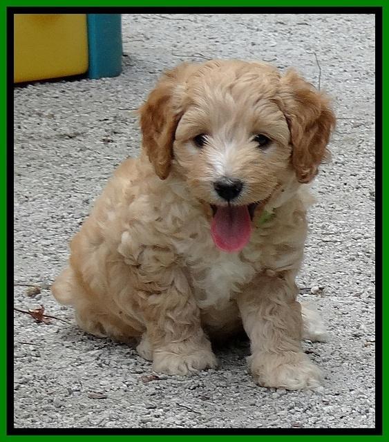 ST pups 6 wks old 2 (2)
