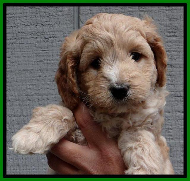 ST pups 6 wks old 5