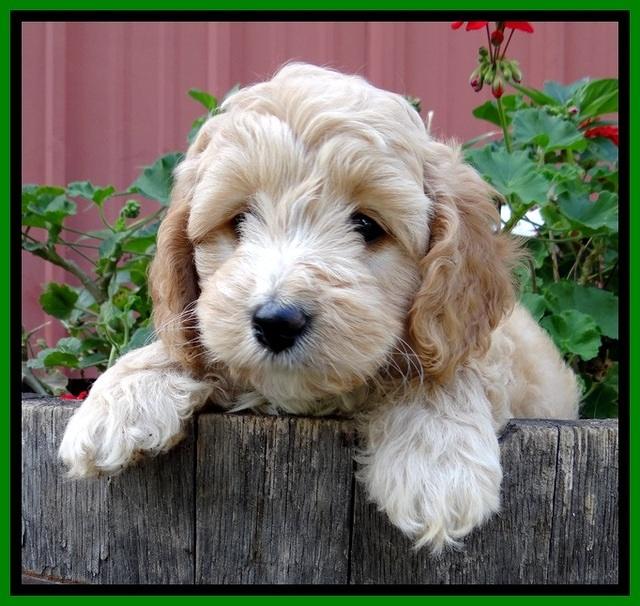 ST pups 7 wks old 3100