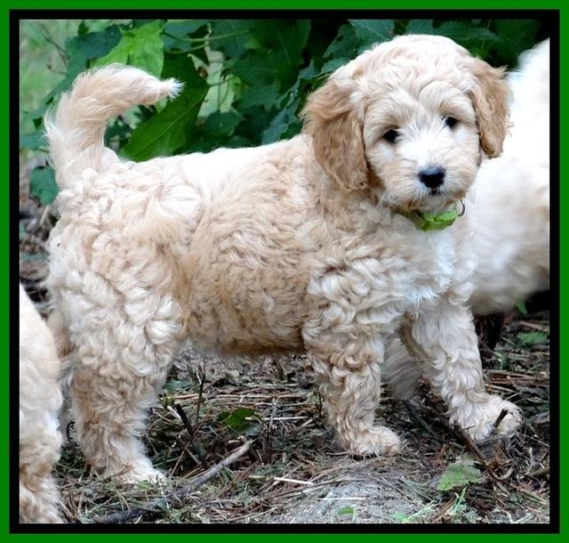ST pups 7 wks old 7200