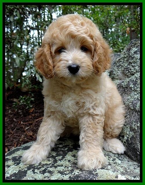 ST pups 8 wks old 3500