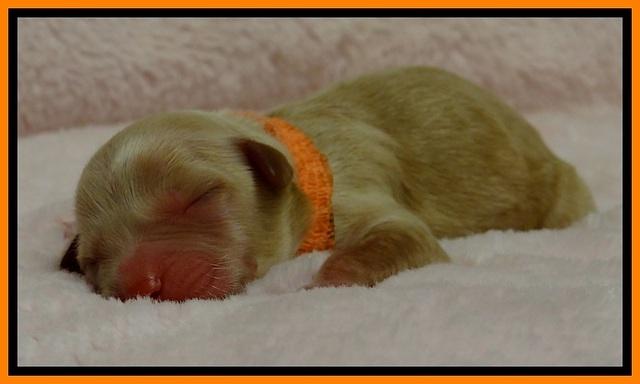 ST pups 1 day old 11