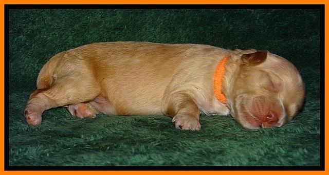 ST pups 1 day old 20