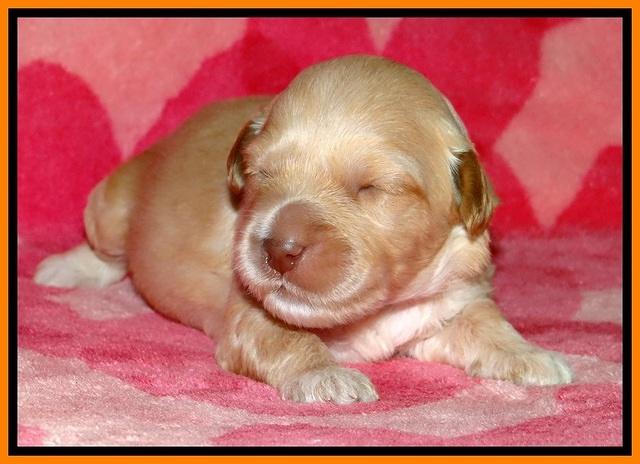 ST pups 2 wks old 18