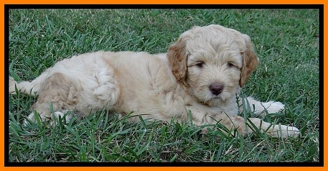 ST pups 7 wks old 14100