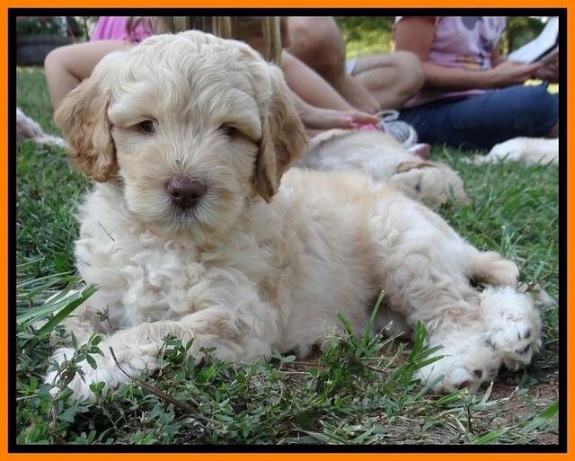 ST pups 7 wks old 23100