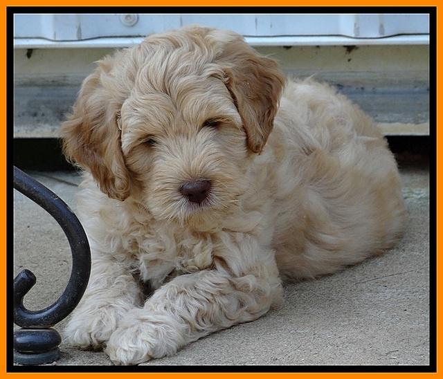 ST pups 7.5 wks old 1
