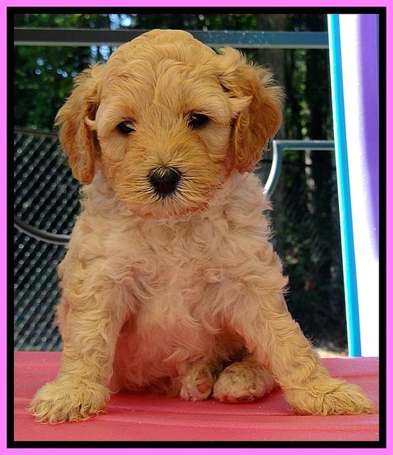 ST pups 5 wks old 1
