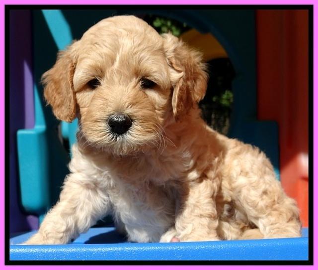 ST pups 5 wks old 2