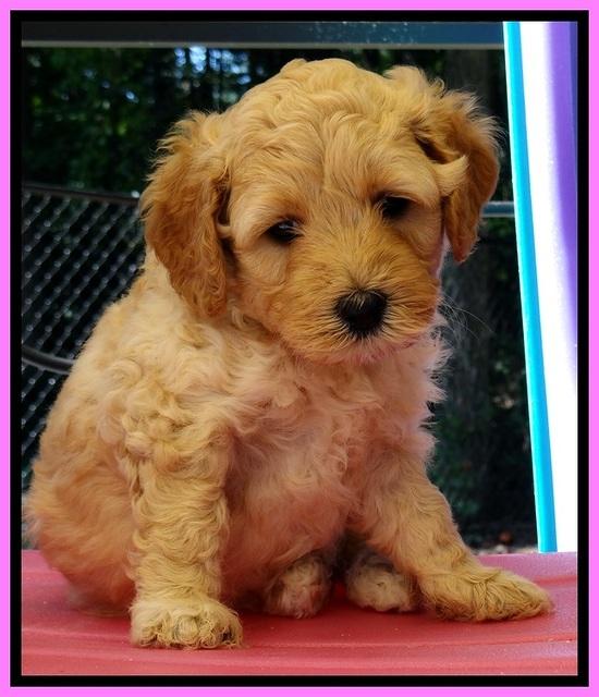 ST pups 5 wks old 3