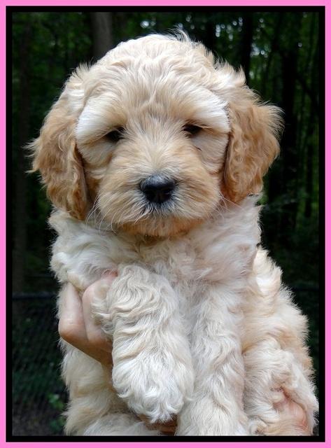 ST pups 6 wks old faces 421