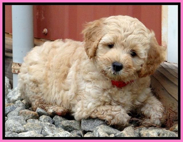 ST pups 7 wks old 25200