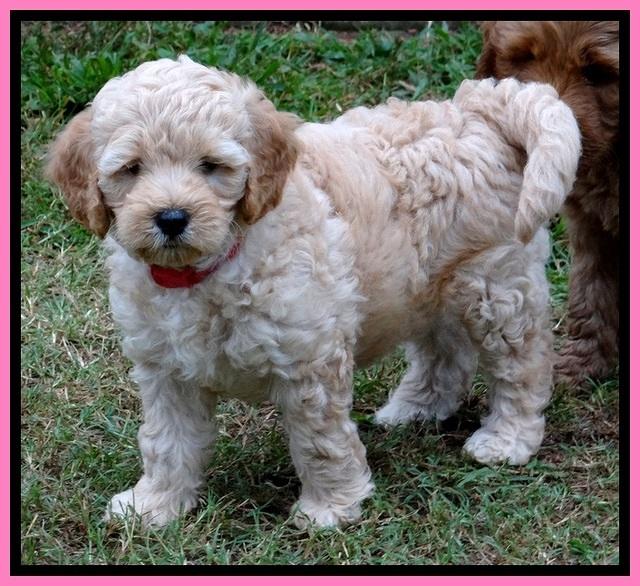 ST pups 7 wks old 27200