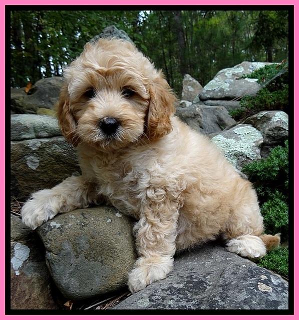 ST pups 8 wks old 22500