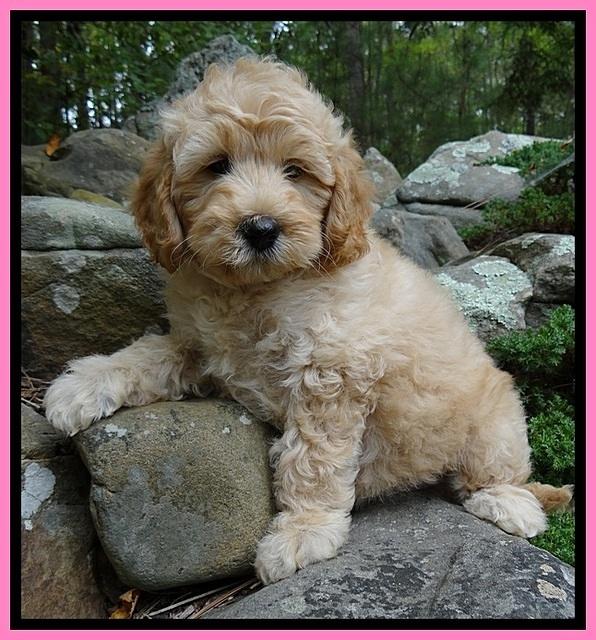 ST pups 8 wks old 23500
