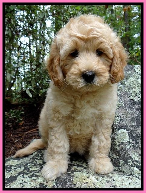 ST pups 8 wks old 24500