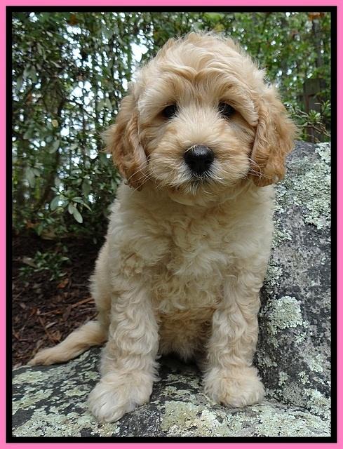 ST pups 8 wks old 25500
