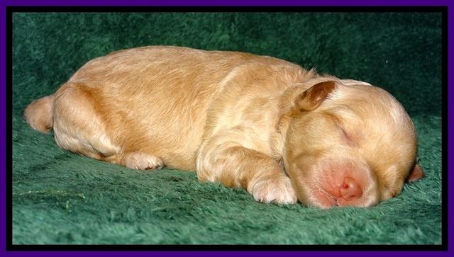 ST pups 1 wk old 19