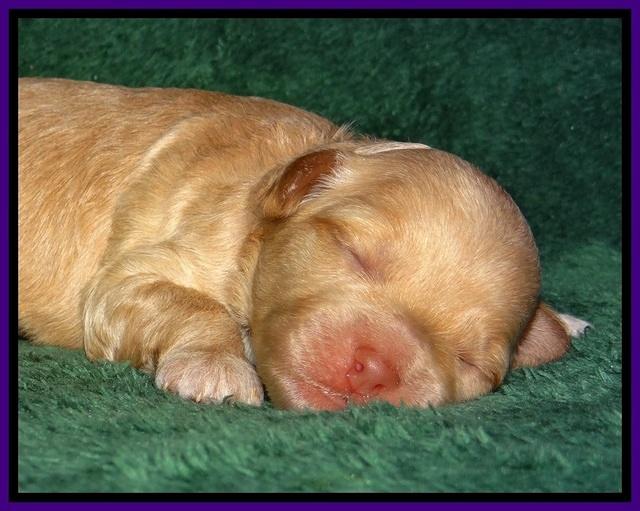 ST pups 1 wk old 20