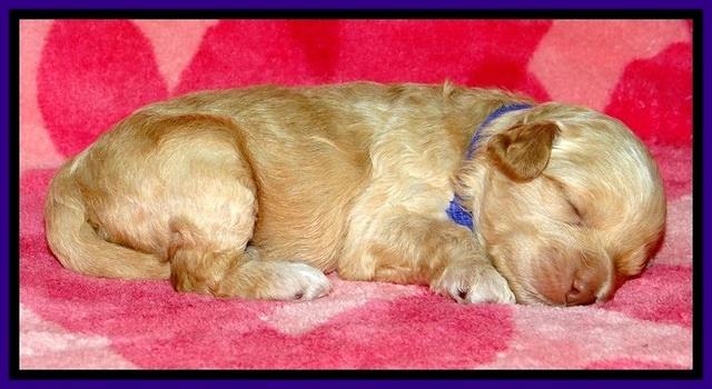 ST pups 2 wks old 7