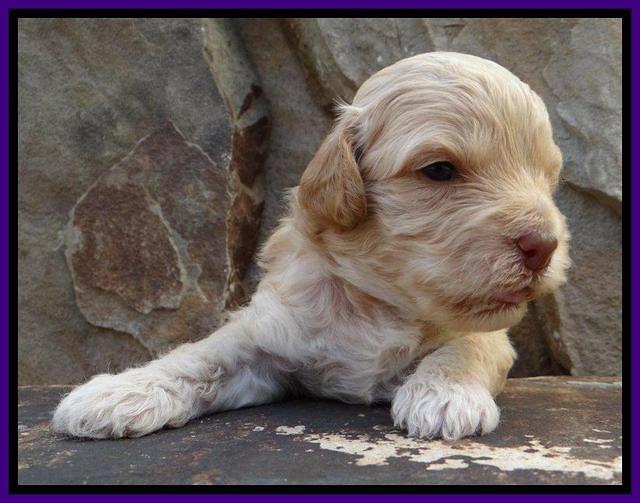 ST pups 3 wks old 10