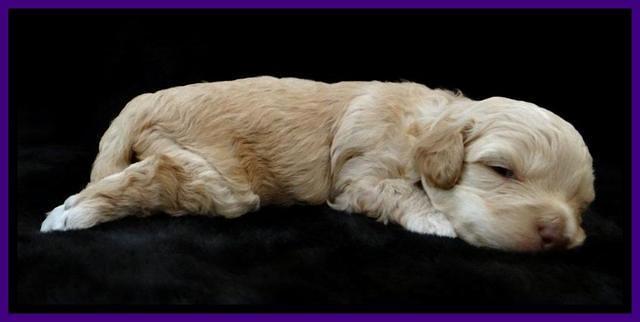 ST pups 3 wks old 11