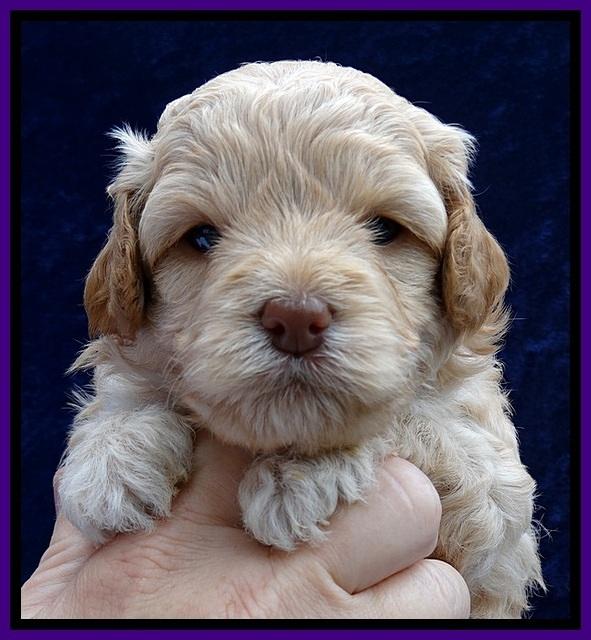 ST pups 4 wks old 12