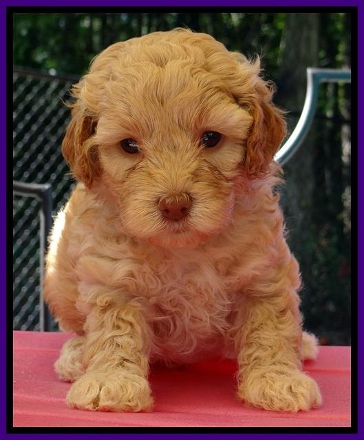 ST pups 5 wks old 10