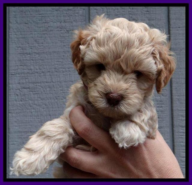 ST pups 6 wks old 15