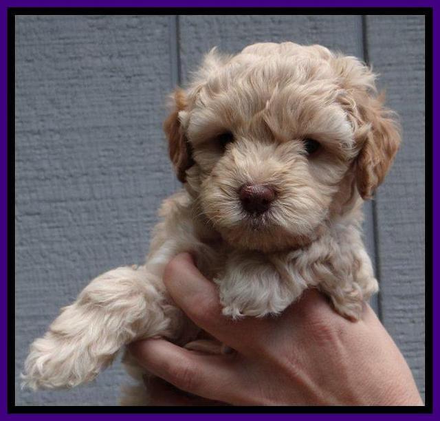 ST pups 6 wks old 16