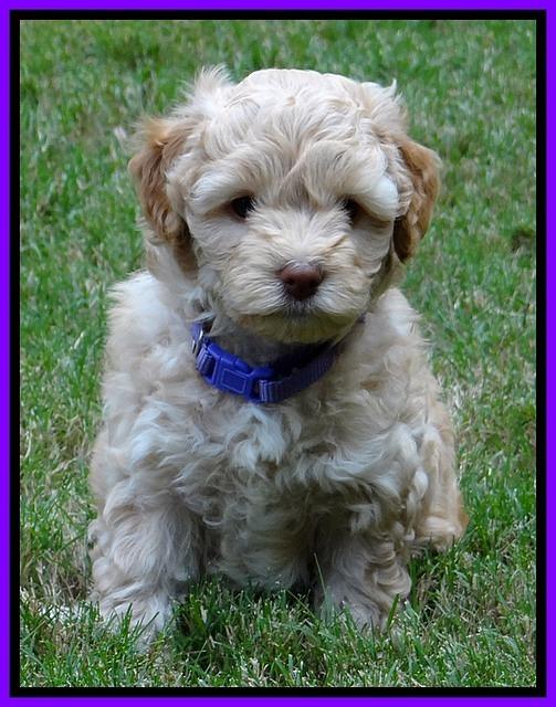 ST pups 6 wks old 8 (2)