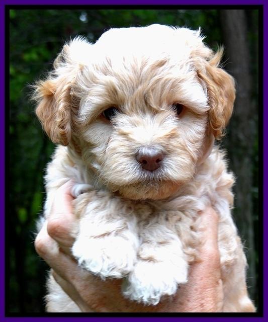 ST pups 6 wks old faces 31