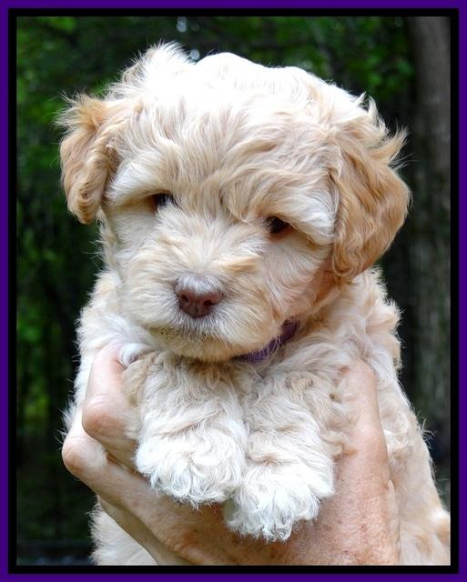 ST pups 6 wks old faces 61