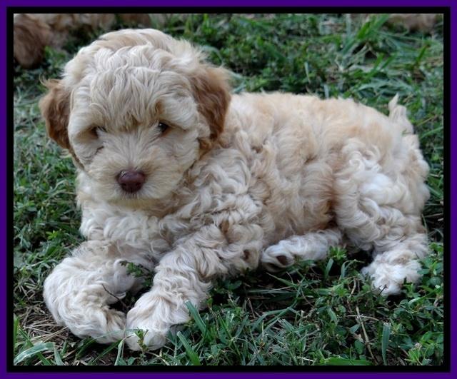 ST pups 7 wks old 26100