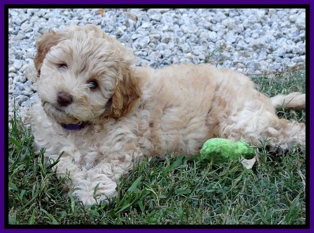 ST pups 8 wks old 4100