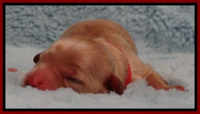 ST pups 1 day old 15