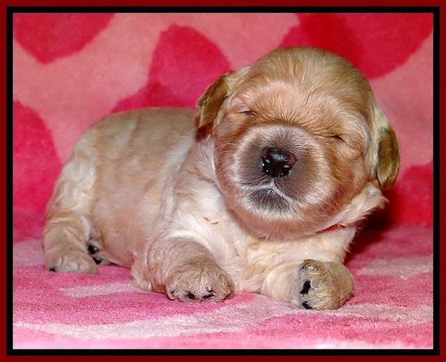 ST pups 2 wks old 11