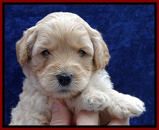 ST pups 4 wks old 9