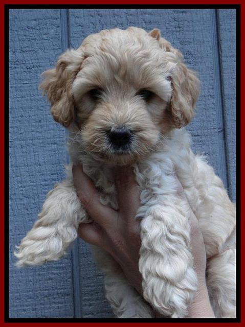 ST pups 6 wks old 10