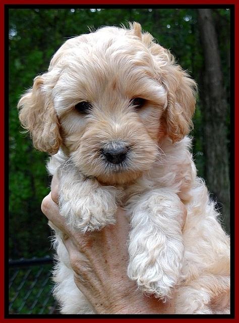 ST pups 6 wks old faces 441