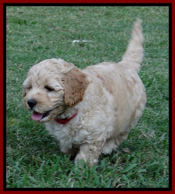 ST pups 7 wks old 12100