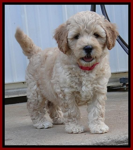 ST pups 7 wks old 6100