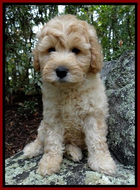ST pups 8 wks old 4500