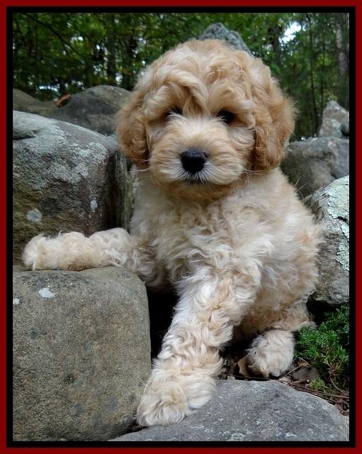 ST pups 8 wks old 7500