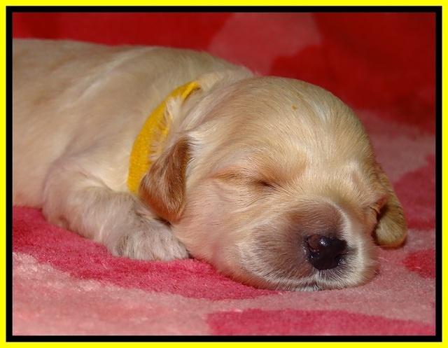 ST pups 2 wks old 17