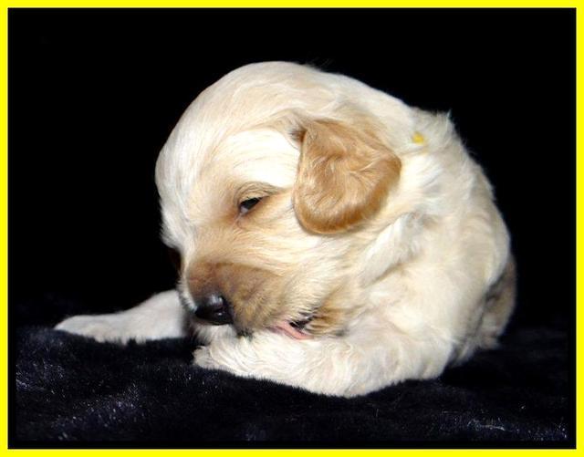 ST pups 3 wks old 20