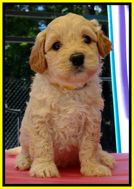 ST pups 5 wks old 14
